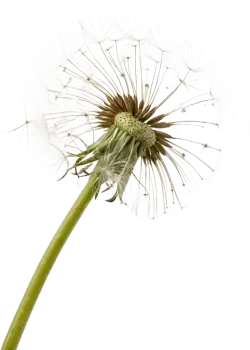 Imagen PNG para descargar